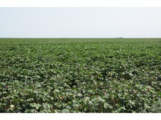 Property photo 18 - IRRIGATED FARMLAND AUCTION - 640+/- ACRES OFFERED IN 1 TRACT IN HARTLEY CO., TEXAS